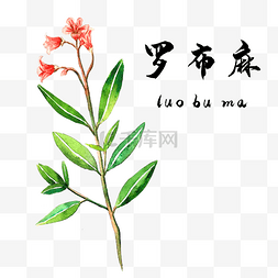 古法弹棉花图片_手绘彩色中药罗布麻装饰画