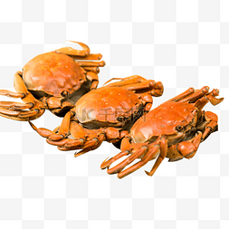 排列螃蟹横版美味海鲜