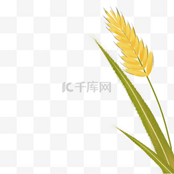 卡通黄色麦穗图案图片_金黄色的麦子免抠图