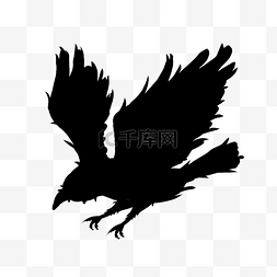 飞行的黑色乌鸦