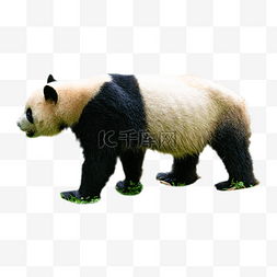 站立动物熊猫