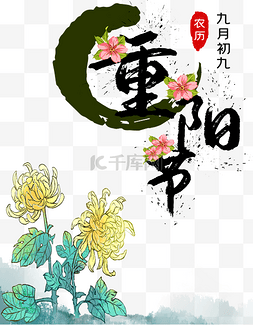 重阳节图片_重阳节菊花