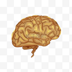 黄色大脑手绘素材