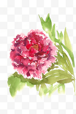 紫红色手绘花朵图片_水彩花卉紫红色的花