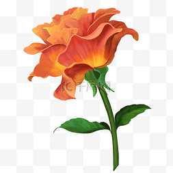 橙色浪漫图片_橙色浪漫玫瑰花