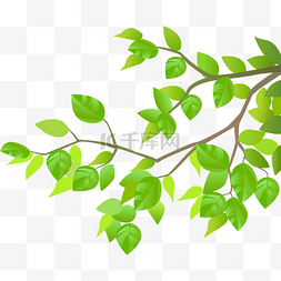杂乱的树枝图片_绿色树叶树枝下载