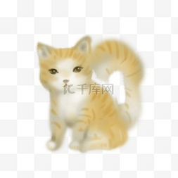 蹲着的猫图片_橘黄色可爱小猫咪