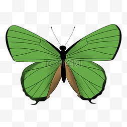 颜色鲜艳的蝴蝶图片_鲜艳卡通绿色蝴蝶免扣