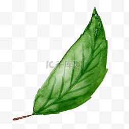 茶叶促销图片_一片绿色的叶子植物