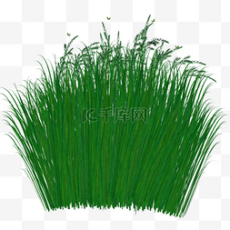 绿色草坪花草