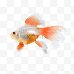 黄金鱼金鱼图片_金鱼观赏鱼