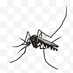 昆虫害虫图片_高清摄影吸人血的蚊子