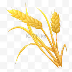麦子麦穗庄稼粮食
