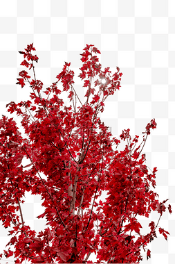 秋季户外风光红枫树