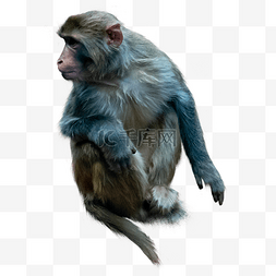 坐猴子图片_灰色坐着猴子