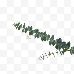 尤加利植物图片_绿色植物尤加利叶