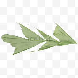 大自然植物鱼尾葵