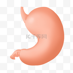 胃部器官图片_人体胃部器官