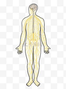 身体结构人体图片_人体骨骼全身