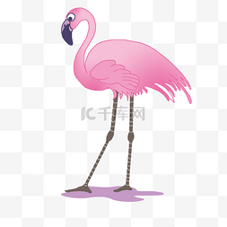 动物火烈鸟粉色