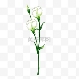 白色的花图片_一枝鲜花