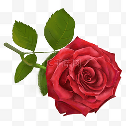 红色玫瑰花手绘图片_情人节红色玫瑰花手绘爱情免抠图