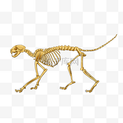 小狗动物骨骼
