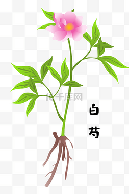 草药杜仲图片_一株白芍草药