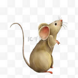 胖老鼠和瘦老鼠图片_一只小老鼠