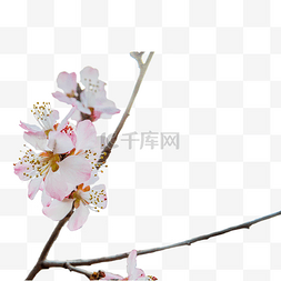 自然风景花朵图片_植物三月桃花开自然风景