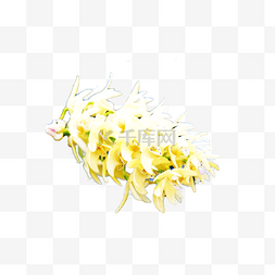 花草摄影图片_热带植物黄白色小花