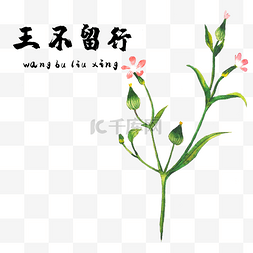 尝百草图片_手绘彩色中药王不留行装饰画