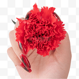 红色康乃馨花朵图片_妇女节红色康乃馨花朵