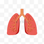 人体五脏之一器官肺部