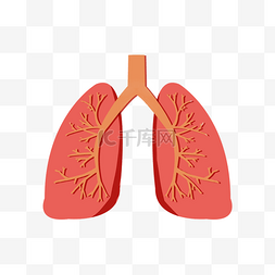 人体五脏之一器官肺部