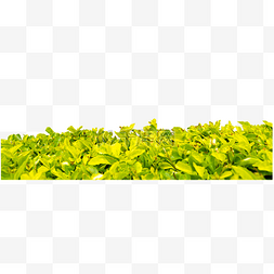 黄绿色小草植物