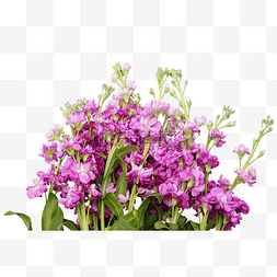 紫色花紫罗兰
