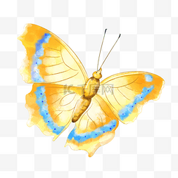 黄色水彩蝴蝶