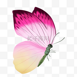 电商设计海报图片_春天颜色艳丽的蝴蝶写实电商免扣