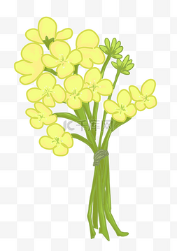 黄色的花朵装饰图片_油菜花的卡通插画