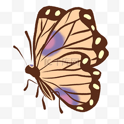 一只蝴蝶图片图片_彩色漂亮的蝴蝶插图