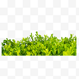 绿色大自然小草
