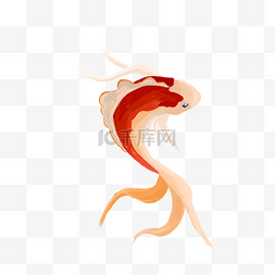 一条红色的漂亮的锦鲤鱼