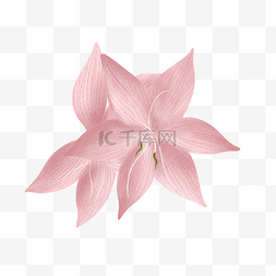 粉色的花苞图片_春天里的两朵杜鹃花