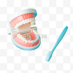 爱牙日口腔护理牙齿模型牙刷