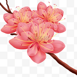 桃花特写粉红色花朵