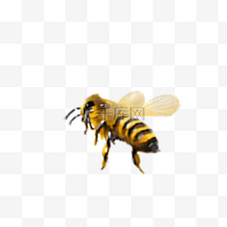 卡通小虫子动物图片_卡通彩色的蜜蜂免抠图
