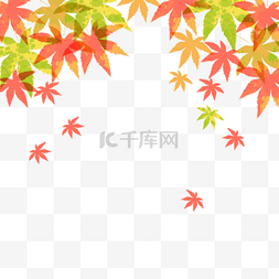 秋天黄色枫叶背景立秋节气