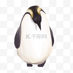 南极帝企鹅动物