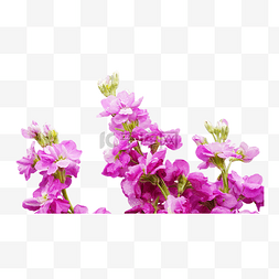 紫罗兰花卉图片_紫色花枝紫罗兰